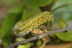 Puccinia otagensis