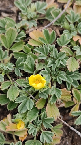 stemless cinquefoil