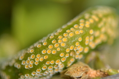 Puccinia otagensis
