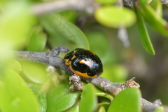 Harmonia antipoda