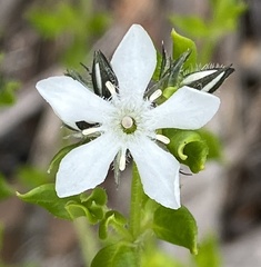 Orianthera serpyllifolia serpyllifolia