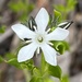 Orianthera serpyllifolia serpyllifolia - Photo (c) Loxley Fedec, some rights reserved (CC BY-NC), uploaded by Loxley Fedec