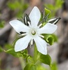 Orianthera serpyllifolia serpyllifolia - Photo (c) Loxley Fedec, some rights reserved (CC BY-NC), uploaded by Loxley Fedec