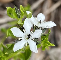 Orianthera serpyllifolia serpyllifolia