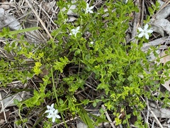 Orianthera serpyllifolia serpyllifolia