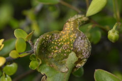 Puccinia otagensis