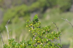 Cyanoramphus auriceps