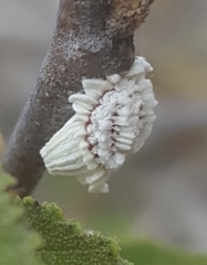 Monophlebidae