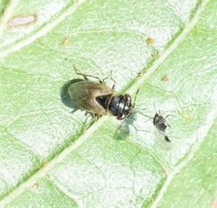 Geocoris megacephalus