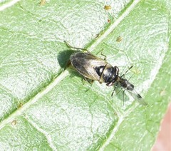 Geocoris megacephalus