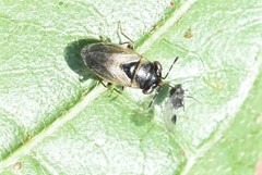Geocoris megacephalus