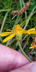 Jacobaea abrotanifolia