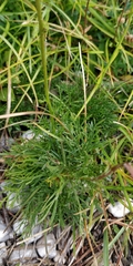 Jacobaea abrotanifolia