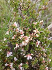 Erica paniculata