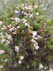 Erica paniculata