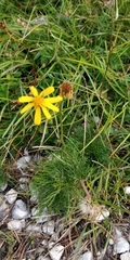 Jacobaea abrotanifolia