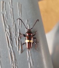 Lissonotus flavocinctus