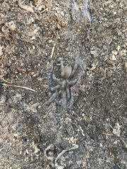 Selenocosmiinae