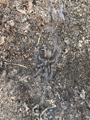Selenocosmiinae