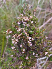 Erica paniculata