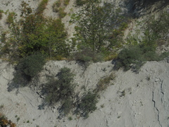 Hippophae rhamnoides
