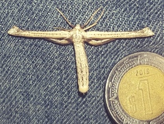 Meskea dyspteraria