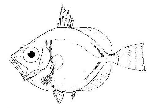Rough Dory