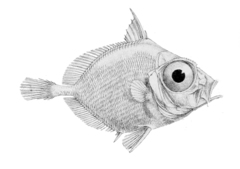 Rough Dory photo 2