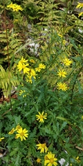 Senecio squalidus rupestris