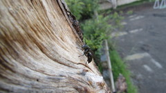 Pseudopolybia compressa