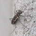 Cicindela hydrophoba - Photo (c) FRANCISCO MIGUEL FARRIOLS ESTRADA, some rights reserved (CC BY-NC), uploaded by FRANCISCO MIGUEL FARRIOLS ESTRADA