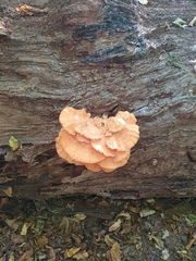 Laetiporus sulphureus