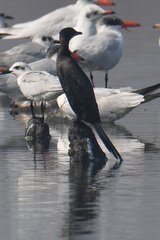 Microcarbo niger