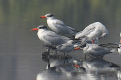 Hydroprogne caspia
