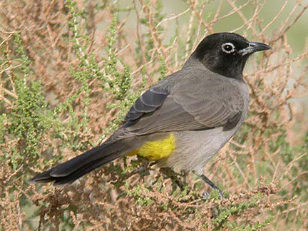 White-Spectacled Bulbul