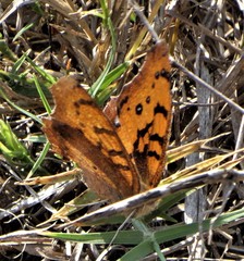 Catacroptera cloanthe cloanthe
