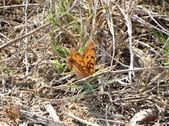Catacroptera cloanthe cloanthe
