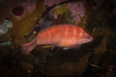 Pseudolabrus luculentus