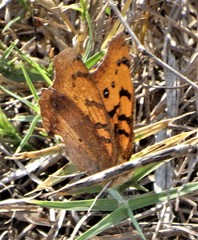 Catacroptera cloanthe cloanthe
