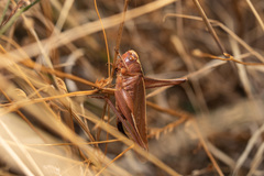 Platycleis intermedia