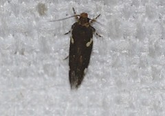 Macrobathra alternatella