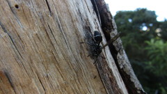 Pseudopolybia compressa