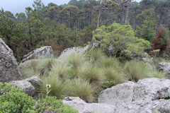 Muhlenbergia macroura