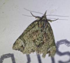Tamba conscripta