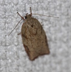 Euchaetis inceptella