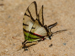 Protesilaus telesilaus