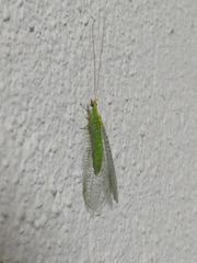 Apertochrysa edwardsi