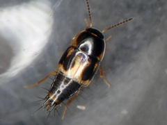 Cilea silphoides