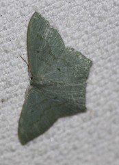 Maxates centrophylla