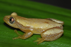 Afrixalus brachycnemis